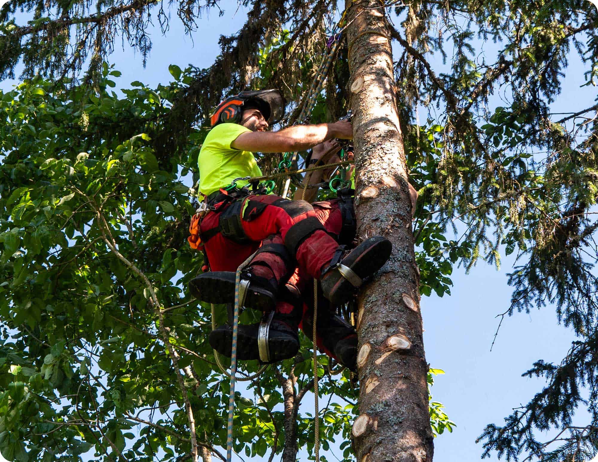 Klatrende arborist fra Norsk Trefelling sikrer treet før trefelling.