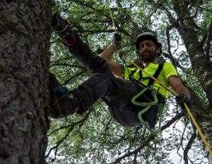 Arborist fra Norsk Trefelling utfører trepleiearbeid i trekrone.