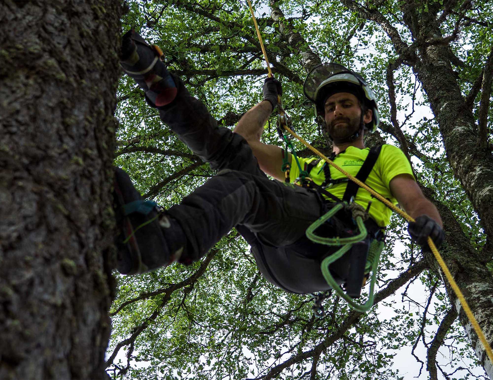 Arborist fra Norsk Trefelling utfører trepleiearbeid i trekrone.